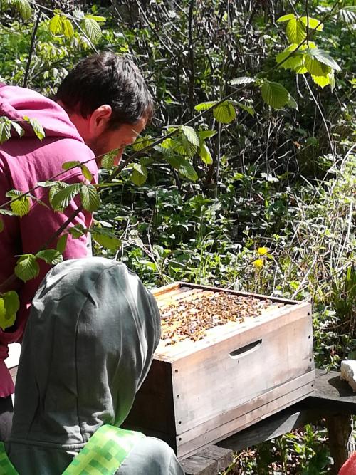 2.ročník Projekt včela na louce a v úle